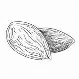 Mandorle Mandeln Illustrazione Almonds Schwarzweiss Illustrationen sketch template