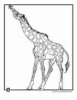 Giraffe Eating Leaves Coloring Color Pages Print sketch template