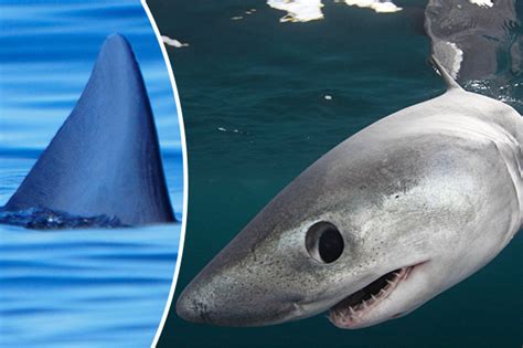 uk shark alert warning for brit swimmers due to high mackerel haul daily star