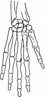 Hand Skeletal Clipart Skeleton Drawing Human Etc Clip Cliparts Search Library Usf Edu Getdrawings Han Medium Original Large sketch template