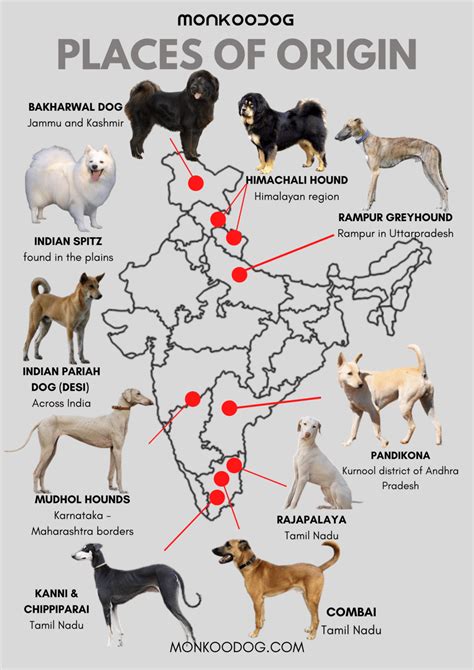 origin  indian dogs indian dog breeds monkoodog dog breeds dog breeds chart hound dog