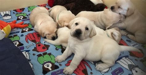 adorable guide dog puppies named  dr bonnie henry news