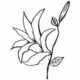 Lily Drawing Calla Line Stargazer Getdrawings Flower Coloring Pages Clipartmag Paintingvalley sketch template