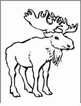 Moose Coloring Pages Printable Kids Clipart Library Shared Category Fun Popular sketch template