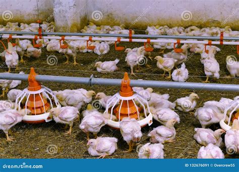 modern chickens farm stock image image  feeding feed