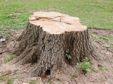 tree stump removal reasons reasons  remove  tree stump