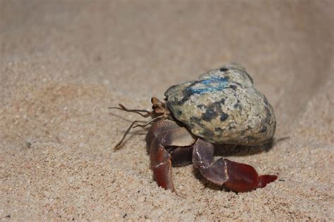 hermit crab zoonoses worms germs blog