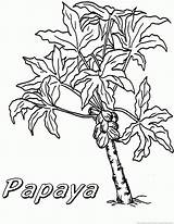 Coloring Papaya Pages Tree Comments sketch template