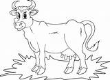 Cow Coloring Simple Drawing Getdrawings Kids Colorir Visitar Para sketch template