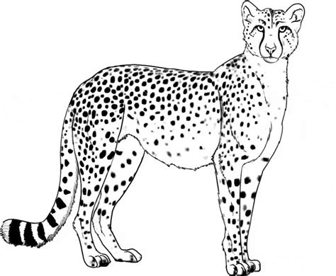 cheetah coloring page animals town animal color sheets cheetah picture
