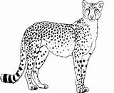 Cheetah Coloring Pages Color Animal Printable Animals Print Back sketch template