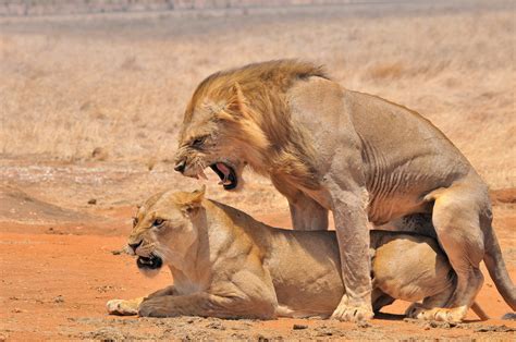 löwen hochtzeit foto and bild afrika lion kenia bilder auf fotocommunity