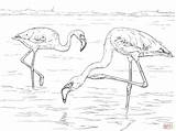 Lesser Flamingos Supercoloring sketch template