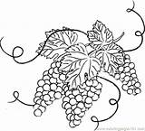 Grapes Grape Vine Coloring Clipart Drawing Outline Leaves Pages Clip Branches Vineyard Flower Drawings Color Vines Cliparts Printable Wine Food sketch template