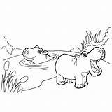 Hippo Hippopotamus Nijlpaard Kleuren Adults Groot sketch template