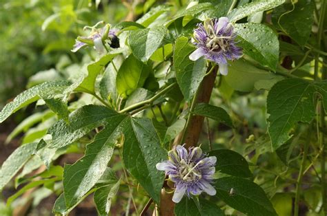 Passionflower From Seed To Fruit And Back Again