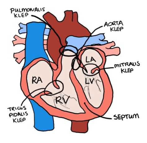 hart anatomie en functie juf danielle