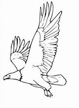 Aigle Aquila Adler Coloriage Arend Malvorlage Kleurplaat Aguila Plein Aquile Imprimer Stampare Roofvogels Schulbilder Dessin Colorier Ausmalbilder Ausmalbild Scaricare Schoolplaten sketch template