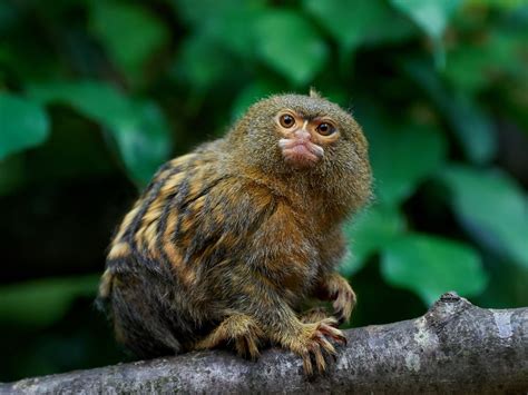 facts  marmosets  science