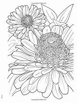 Zinnia Drawing Flower Coloring Getdrawings sketch template