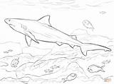 Pages Shark Coloring Getcolorings sketch template