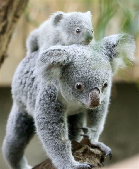 koala baby   piggyback ride picture cutest baby animals