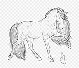 Horse Cheval Frison Poulain Gypsy Herd Getdrawings Standardbred Clydesdale Foal Tête Arabian sketch template