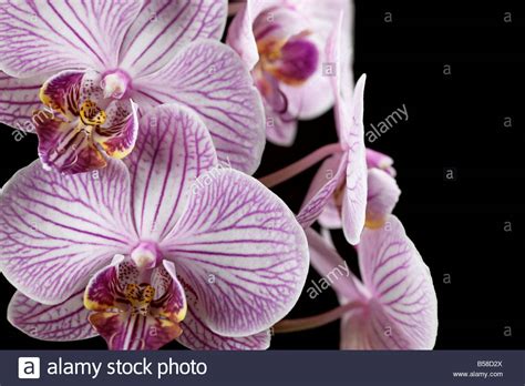 Pink And White Striped Phalaenopsis Orchid Flowers Stock