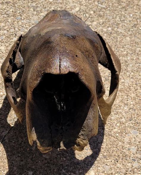 Turkey Hunter Finds 11 000 Year Old Ground Sloth Skull Everest News