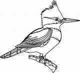 Uccelli Crtež Oiseaux Bojanke Pajaros Colorare Ptice Ptica Bambini Crtezi Colorat Imagini Desene Colouring Woodpecker Za Bojanje Djecu Printanje sketch template
