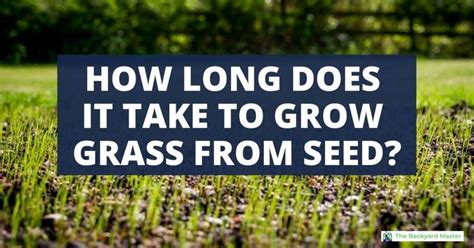 long    grass  grow  seed  backyard master