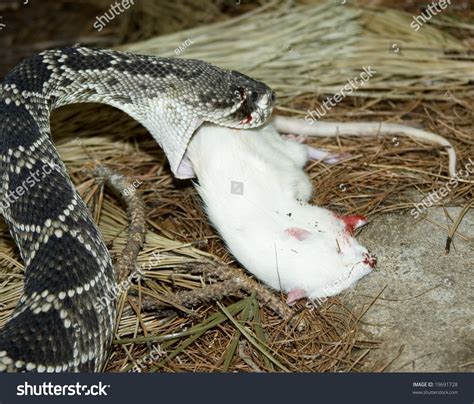 eastern diamond rattle snake eating  white rat stock photo