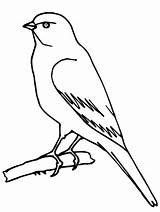 Bird Coloring Pages Canary Wild Tree Perched Standing Branch Getcolorings Color sketch template