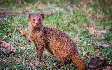 The Story Of The Mongoose In Hawaii Ola Properties