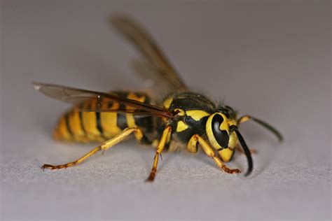 German Wasp Jonesblog