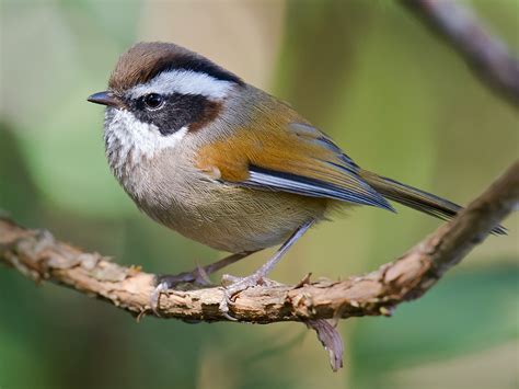 white browed fulvetta id photo shanghai birding