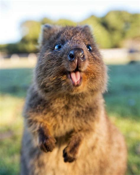 25 happy quokkas that are impossible not to smile at virascoop