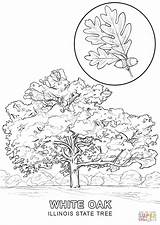 Coloring Tree State Illinois Pages Printable Drawing sketch template
