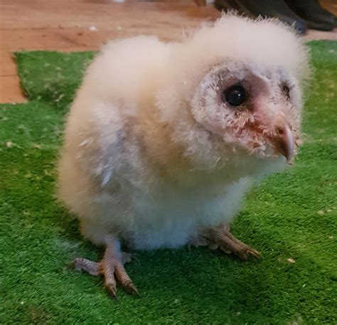 baby barn owl superbowl