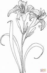 Coloring Lily Pages Drawing Flowers Printable Lilies Flower Colouring Drawings Daylily Color Template Name Sketches Supercoloring Sheets Pencil Adult Daylilies sketch template