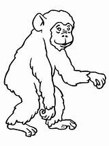 Chimpanzee Schimpansen Affen Scimmia Schimpanse Comic Gorilla Scimmie Bonobo Chimp Ausdrucken Stampare Kleurplaat Affe Malvorlage Monyet Affenbaby Supercoloring Kertas Mewarna sketch template