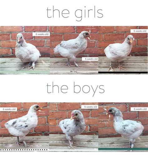 I Tried 3 Chick Sexing Methods I Found On The Internet Which One Of