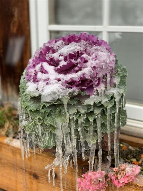 Frozen Flower Fan Photofridayblack Hills And Badlands South Dakota