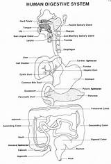 Coloring Digestive System Anatomy Human Worksheet Diagram Worksheets Body Respiratory Kids Physiology Printable Answer Systems Sheet Organs Sheets Parts Heart sketch template