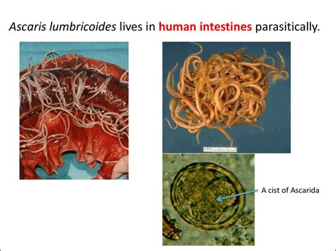 topic nematode round worms online presentation