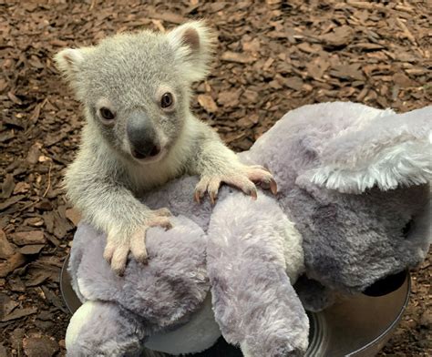 uks  baby koala born  edinburgh zoo national