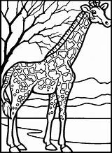 Giraffe Ausmalbilder Malvorlagen Jirafas Kinder Bezoeken Drucken Dieren sketch template