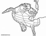 Sea Turtle Coloring Sponge Hawksbill Drawing Getcolorings Hawksbills Help Getdrawings sketch template