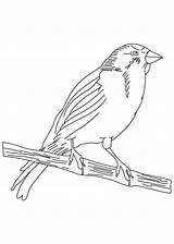 Coloring Songbird Pages Canary Small Finch Yellow Birds Animals Getcolorings Color sketch template