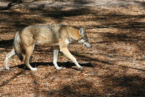 red wolf  nibblywolf  deviantart